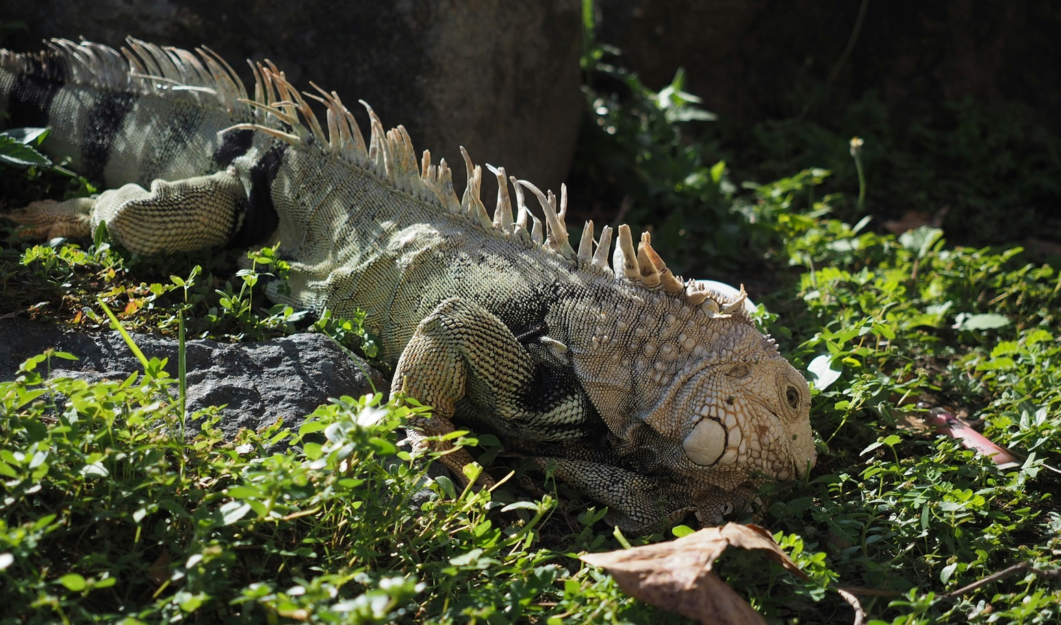 fauna en puerto rico